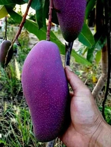 Organic Thai Mango Plant, for Plantation, Packaging Type : Plastic Pouch