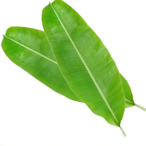 Natural Banana Leaves, for Making Disposable Items, Feature : Easy To Grow, Good Quality, Highly Effective