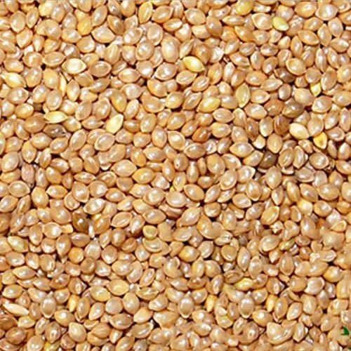 Barnyard Millet Seeds