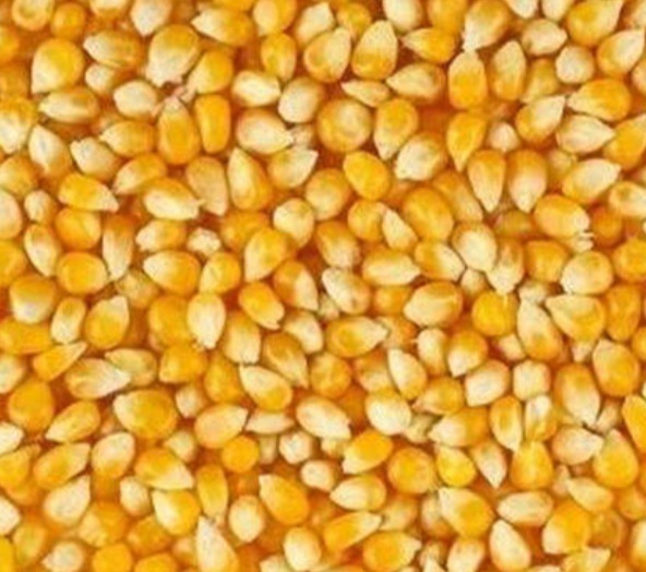 Organic Golden Non Basmati Rice, Shelf Life : 1year