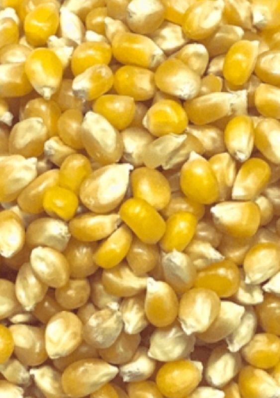 Organic pusa basmati rice, Variety : Short Grain, Medium Grain, Long Grain