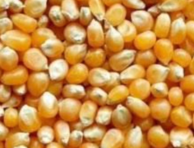 Organic Sugandha Non Basmati Rice, Variety : Short Grain, Medium Grain, Long Grain