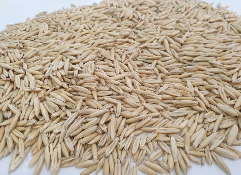 Organic Oat Seeds, Style : Dried