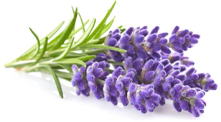 Lavender Essential Oil