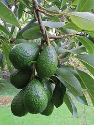 Avocado plant, for Farming, Variety : Grafted