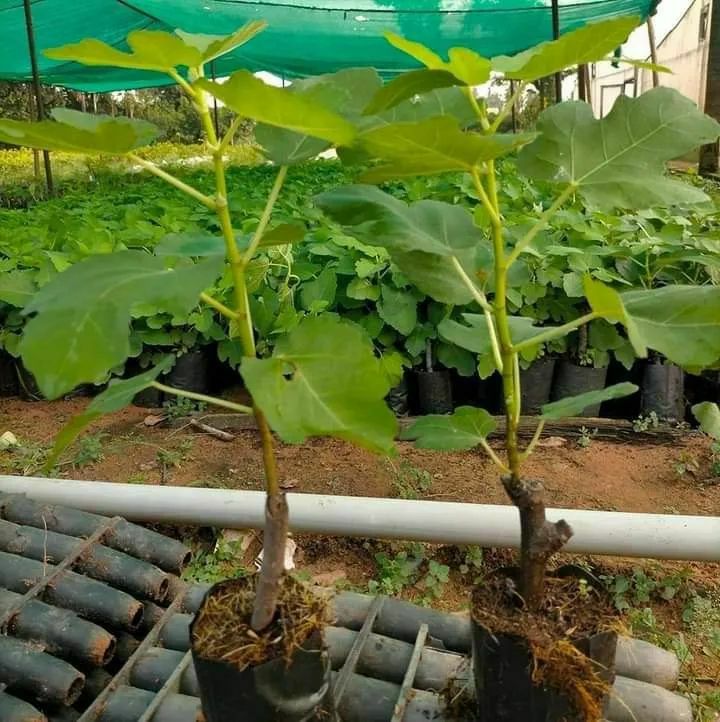 fig plant