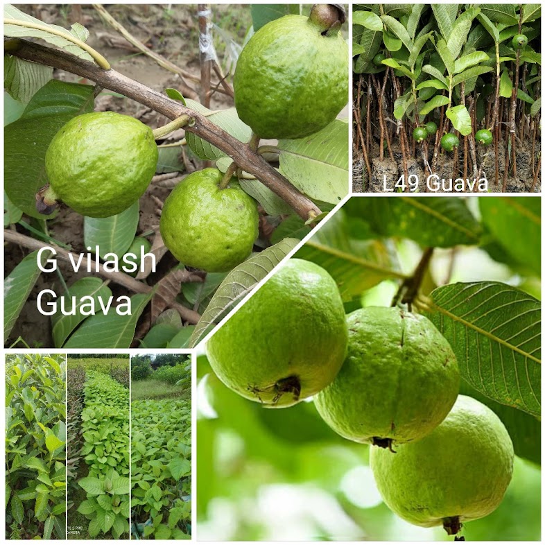 Organic Lalit Guava Plant, for Garden, House, Park, Feature : Disease Free, Easy Storage, Fast Growth