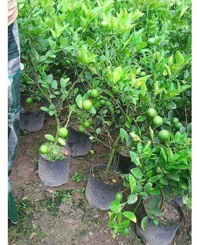 Common Lemon Fruit Plant, Packaging Type : Loose Packaging, Paper Packet, Plastic Bottle, Plastic Packet