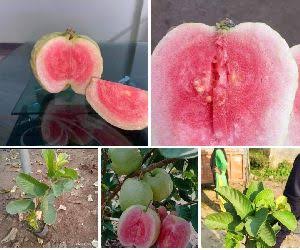 Red Diamond Guava Plant., for Plantation, Packaging Type : Plastic Bag