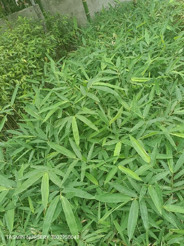 Beema Bamboo Plant, Length : 3 Feet