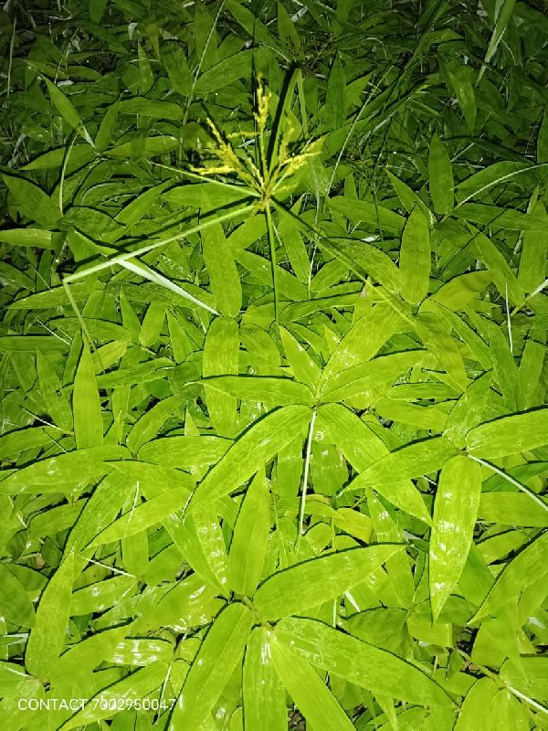 Dendrocalamus Asper Bamboo Plant, Length : 1.5 Feet