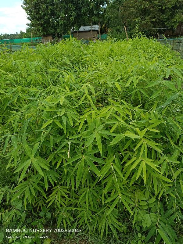 Green Hamilton Bamboo Plant at best price INR 20INR 25 / piece in Hojai