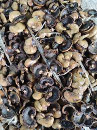 cashew nut shell waste