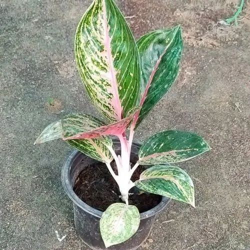 Aglaonema Green Plant