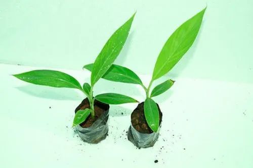 Tissue Culture Banana Yelakki Plant