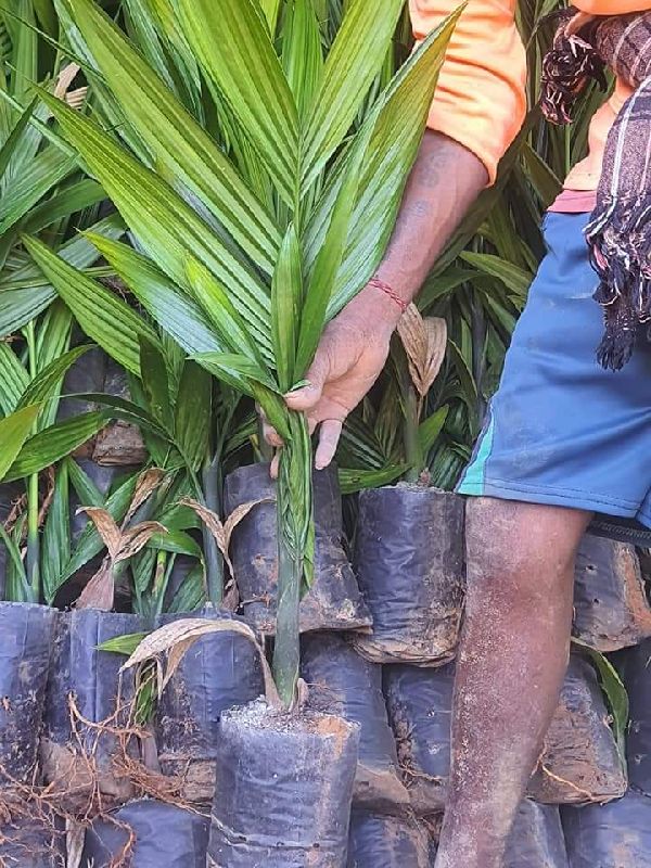 Sumangala Arecanut Plants