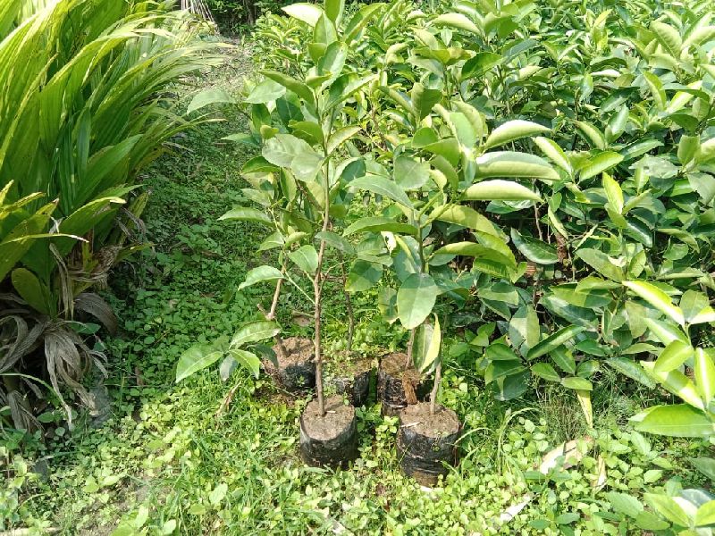 Mousumi Plant