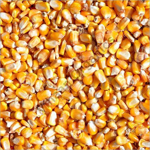 Natural Maize Seeds, for Human Consumption, Packaging Type : PP Bag