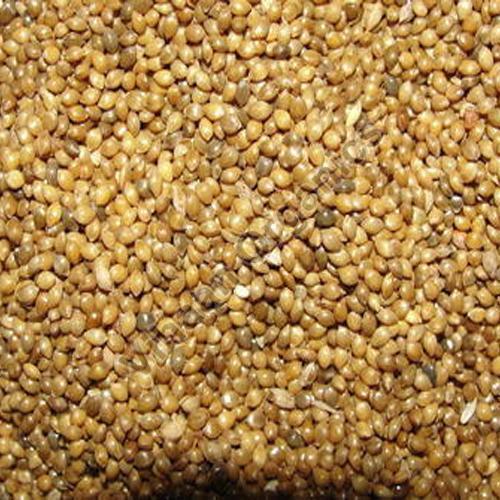 Natural Millet Seeds, for Cattle Feed, Packaging Type : Gunny Bag