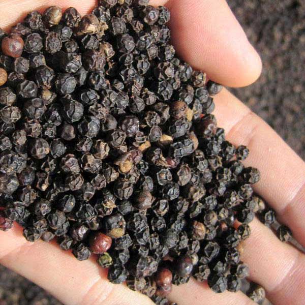 Organic Black Pepper Seeds, Color : Brown