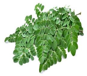 Organic Drumstick Leaves, for Medicine, Style : Fresh