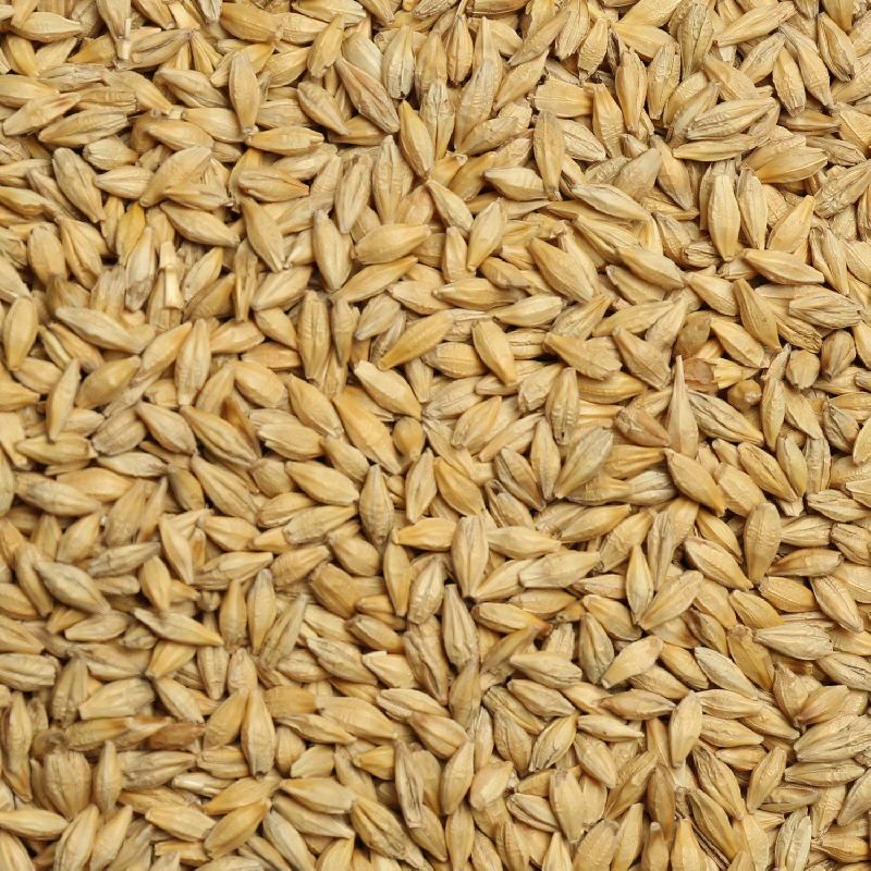 Natural barley seeds, Packaging Type : Gunny Bag