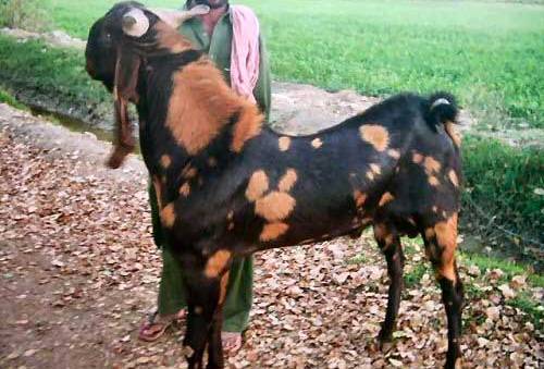 Sirohi Goat, for Stall Feed, Pure Quality