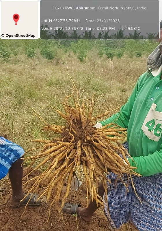 Shatavari Root, Packaging Size : 25 kg