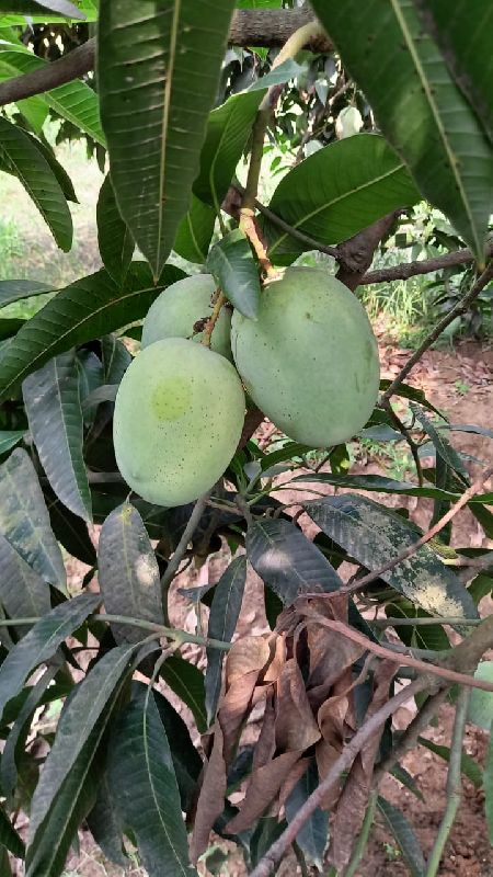 langda mango