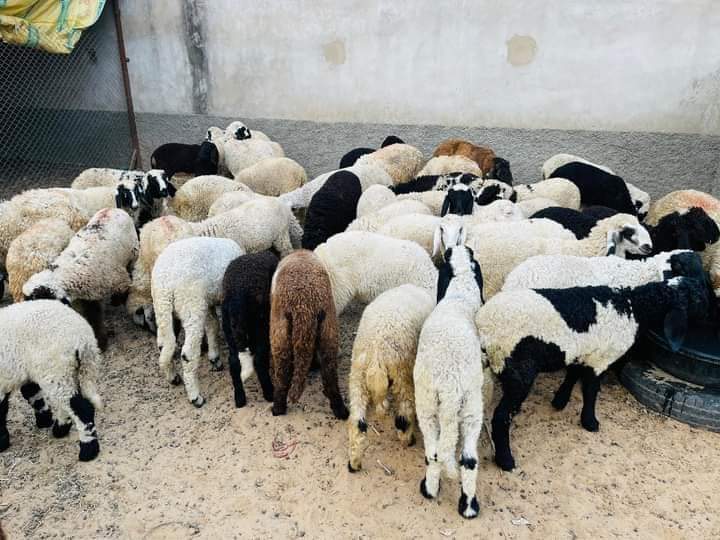 marwadi sheep