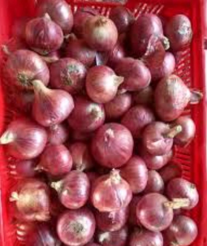 Organic Onions, for Human Consumption, Cooking, Hotels, Packaging Type : Plastic Pouch, Plastic Packet