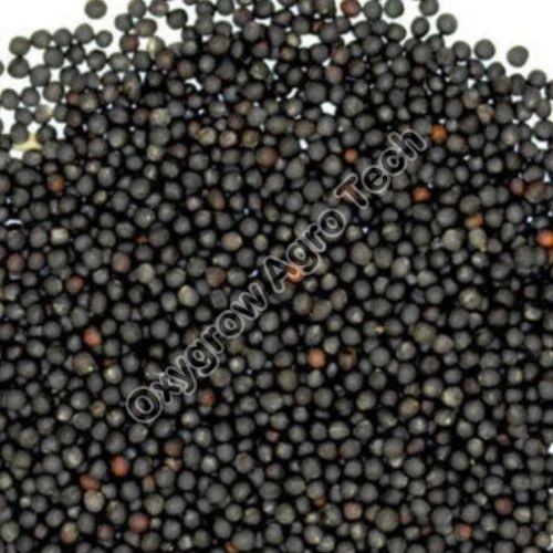 Black Sortex Mustard Seeds