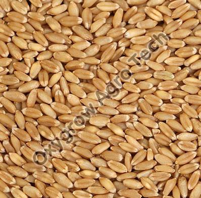 D Grade Wheat Seeds
