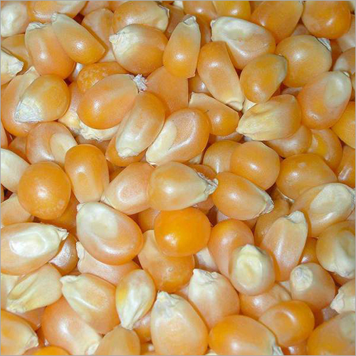 Organic Maize Seeds, Color : Yellow