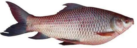 Fresh rohu fish, Packaging Type : Thermocol Box