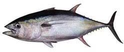 Tuna fish, for Cooking, Food, Feature : Good Protein
