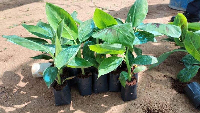 Tissue Culture Elakki Banana Plant