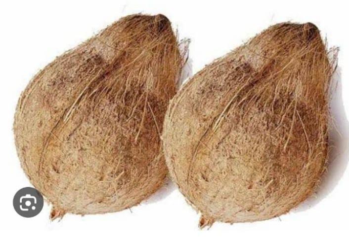 Brown Raw Coconut Shell, Packaging Type: Sack Bag at best price in Thrissur