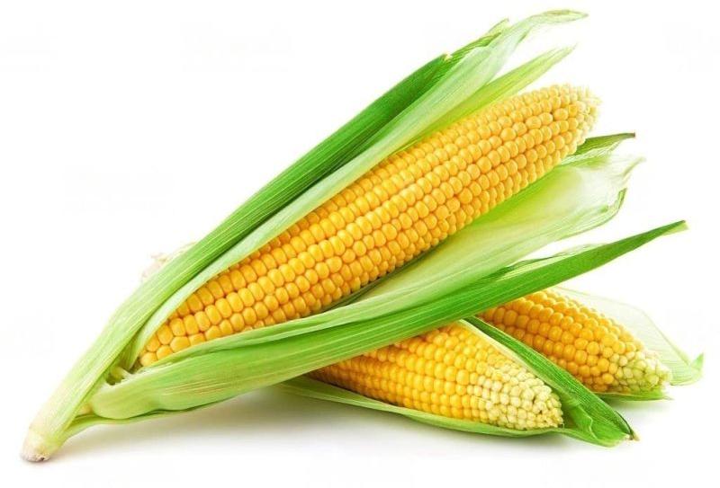 yellow maize