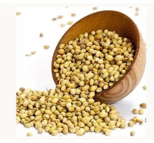 Light Brown Raw Natural Coriander Seeds, for Cooking, Spices, Grade Standard : Food Grade