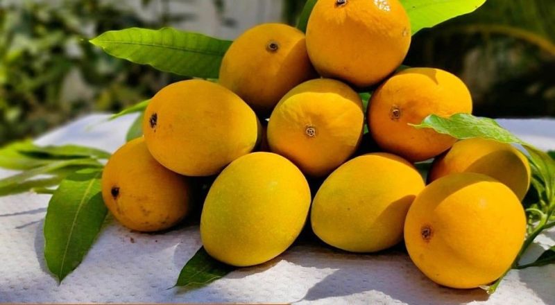 fresh alphonso mango