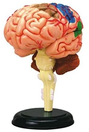 PVC Human Brain Models, for Schools, Collages, Exhibitions, Packaging Type : Carton Box