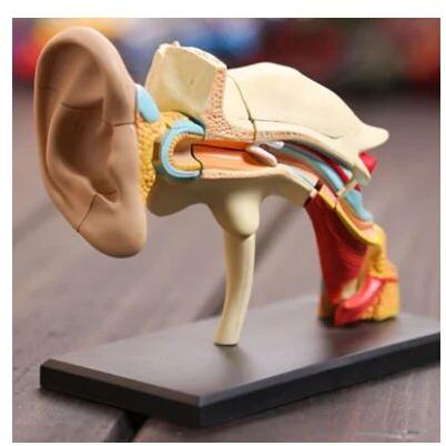 Fiberglass Scientico Human Ear Models, for Schools, Colleges, Exhibitions