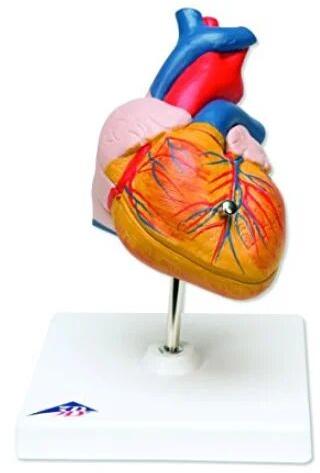 Fiberglass Scientico Human Heart Models, for Laboratory