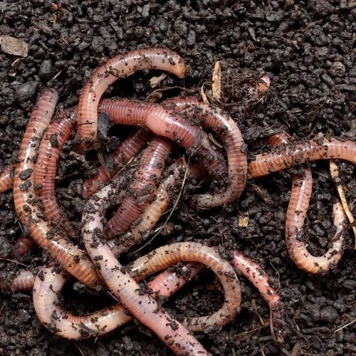 Red Eisenia Fetida Vermiculture Earthworm, Packaging Size : 25 Kg