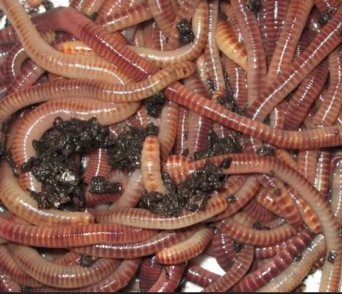 Vermicompost Red Earthworms, Packaging Size : 25 Kg