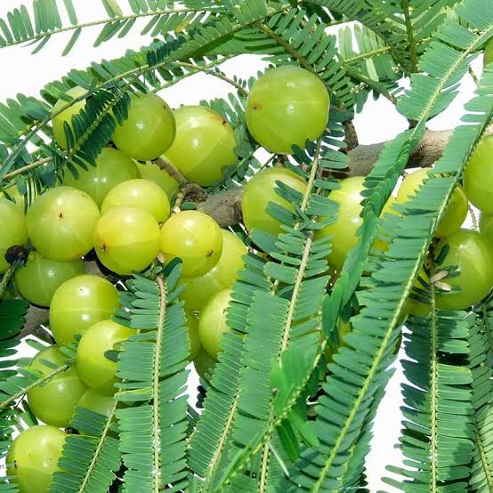 Green organic amla, for Murabba, Medicine, Certification : FSSAI Certified