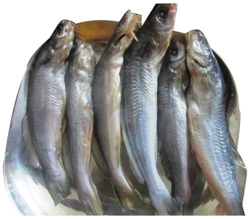 Desi Tangra Fish Seeds, Style : Alive