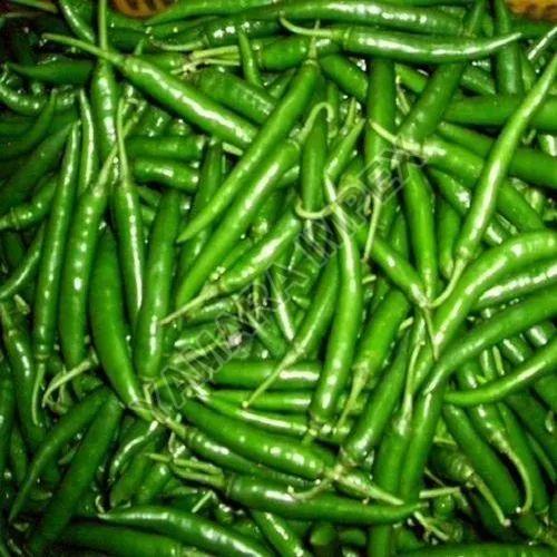 A Grade Fresh Green Chilli, for Cooking, Packaging Type : Bag