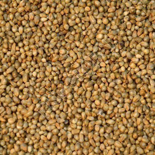 Green Fine Processed Organic Bajra Seeds, for Cooking, Packaging Type : Plastic Bag